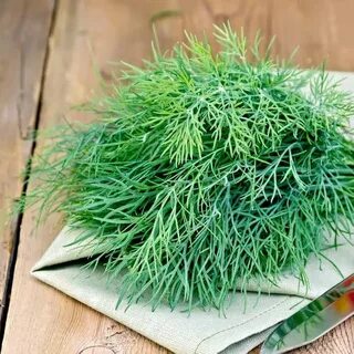تصویر 4 از فروش عمده سبزی شوید خشک صادراتی با نازل ترین قیمت